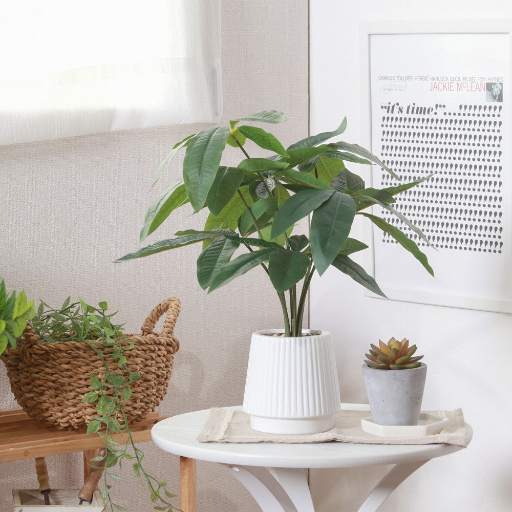 グリーンアクセント 空間演出 清潔インテリア