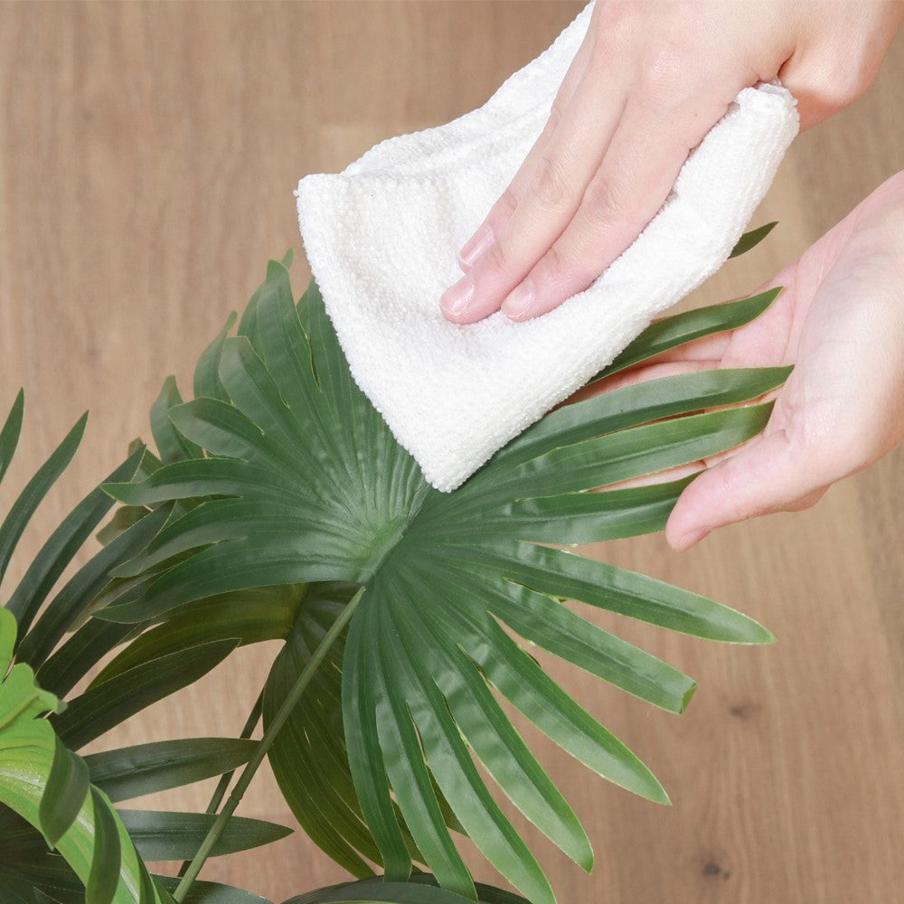 コンパクト植物　土不要　室内向け